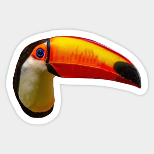 Toucan Sticker